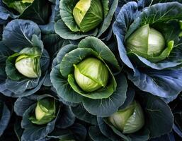 green butter lettuce vegetable photo