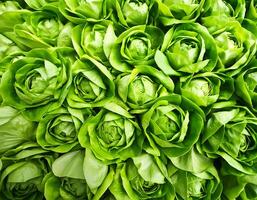 green butter lettuce vegetable photo