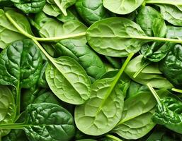a Spinach leaf photo