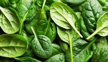 a Spinach leaf photo