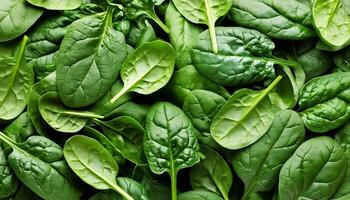 a Spinach leaf photo