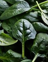 a Spinach leaf photo