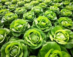 green butter lettuce vegetable photo