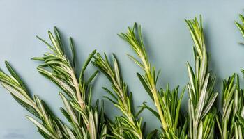 photo of rosemary from above. pattern texture background.