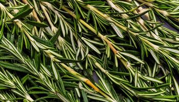 photo of rosemary from above. pattern texture background.