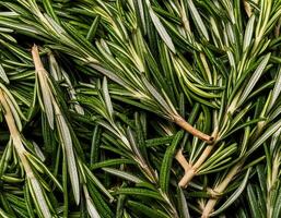 photo of rosemary from above. pattern texture background.