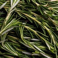 photo of rosemary from above. pattern texture background.