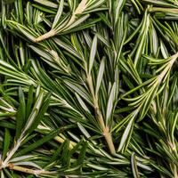 photo of rosemary from above. pattern texture background.