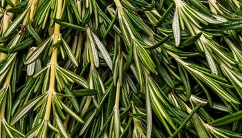 photo of rosemary from above. pattern texture background.