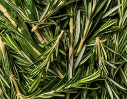 photo of rosemary from above. pattern texture background.