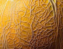 A close-up photo of a ripe melon. Pattern texture background