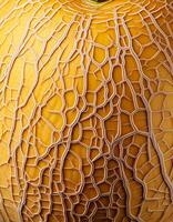 A close-up photo of a ripe melon. Pattern texture background
