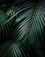 Nature view of green leaf and palms photo