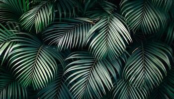 Nature view of green leaf and palms photo