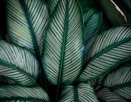 Nature view of green leaf and palms photo
