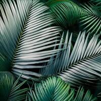 Nature view of green leaf and palms photo