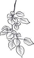 Hand drawing of a branch of Populus tremula, illustration by aspen vector