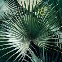 Nature view of green leaf and palms photo