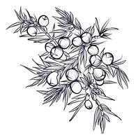 black and white hand drawn juniper branches with berries vector