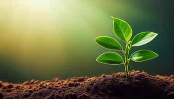 Young plant springing up out of the soil photo