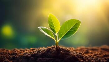 Young plant springing up out of the soil photo