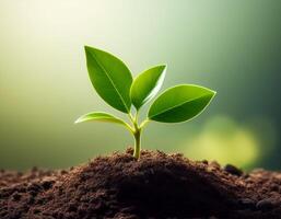 Young plant springing up out of the soil photo