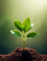 Young plant springing up out of the soil photo