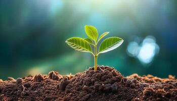 Young plant springing up out of the soil photo