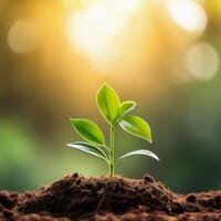 Young plant springing up out of the soil photo