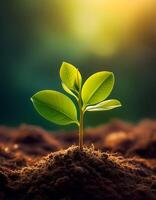 Young plant springing up out of the soil photo