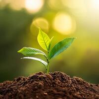 Young plant springing up out of the soil photo