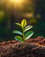 Young plant springing up out of the soil photo