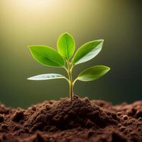 Young plant springing up out of the soil photo