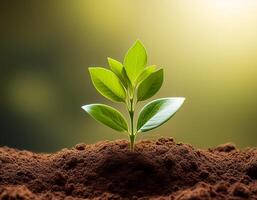 Young plant springing up out of the soil photo