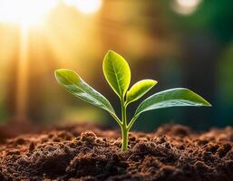 Young plant springing up out of the soil photo