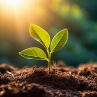 Young plant springing up out of the soil photo