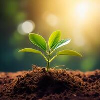 Young plant springing up out of the soil photo