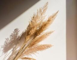 Branch of dry reeds on background of white wall at home with sun light and trendy shadow. Beautiful pattern with neutral colors. Minimal, stylish, monochrome concept. copy space photo