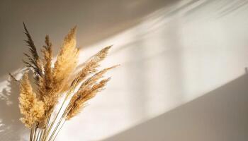 Branch of dry reeds on background of white wall at home with sun light and trendy shadow. Beautiful pattern with neutral colors. Minimal, stylish, monochrome concept. copy space photo