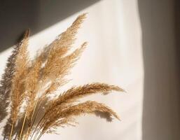Branch of dry reeds on background of white wall at home with sun light and trendy shadow. Beautiful pattern with neutral colors. Minimal, stylish, monochrome concept. copy space photo