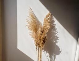 Branch of dry reeds on background of white wall at home with sun light and trendy shadow. Beautiful pattern with neutral colors. Minimal, stylish, monochrome concept. copy space photo
