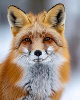 Close-Up of a Red Fox in the Snow photo