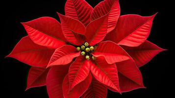 Close-Up of a Red Poinsettia photo