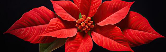 Red Flower Close Up on Black Background photo