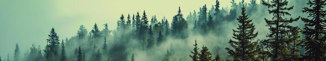 Lush Forest Painting With Abundant Trees photo