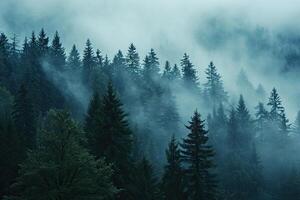 Dense Fog Envelops a Forest of Tall Trees photo