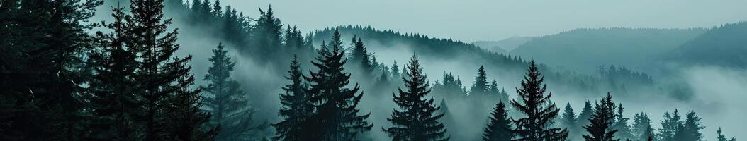 Misty Forest With Dense Fog and Numerous Trees photo