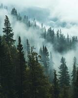 Misty Forest With Dense Fog and Abundant Trees photo