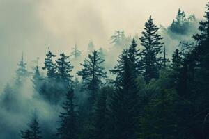 Dense Fog Envelops Forest of Tall Trees photo
