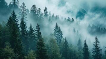 Misty Forest With Dense Fog and Tall Trees photo